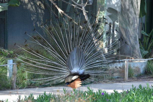 istock A peacock with colored feathers and large feathers and different colors 1141500571