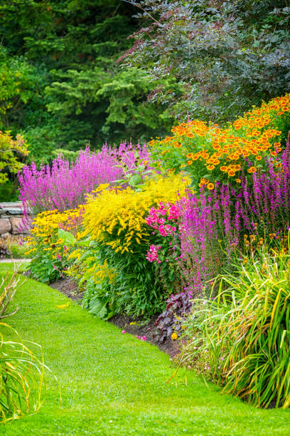 호화로운 정원에서 분홍색과 노란색 화 - yellow flower black eyed susan summer 뉴스 사진 이미지