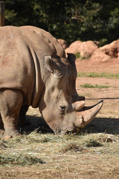 istock Very big rhinos eating grass 1141503979