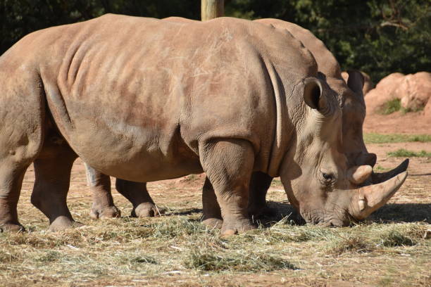 istock Very big rhinos eating grass 1141503996