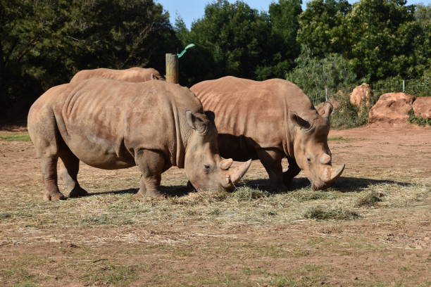 istock Very big rhinos eating grass 1141504002