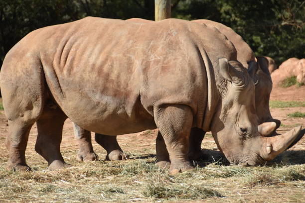 istock Very big rhinos eating grass 1141504007