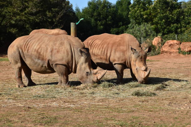 istock Very big rhinos eating grass 1141504015