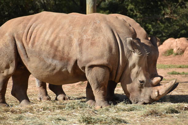 istock Very big rhinos eating grass 1141504019