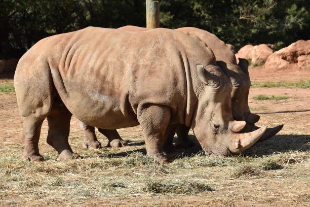 istock Very big rhinos eating grass 1141504028