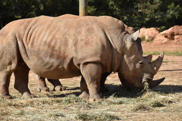 istock Very big rhinos eating grass 1141504031