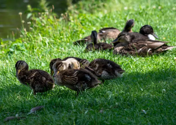 Family of wild ducks sleeping in the grass