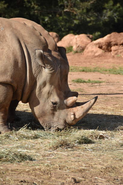 istock Very big rhinos eating grass 1141504054