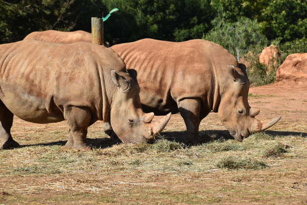 istock Very big rhinos eating grass 1141504064