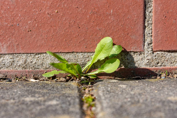 istock weeds in front of a brick wall 1141504282