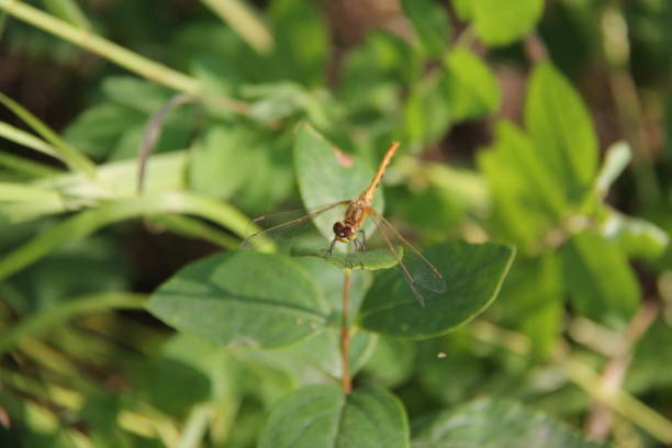 istock Dragonfly by Andrea Lawrence C 1020377 Saskatchewan 1141504910