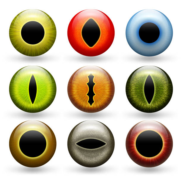 ilustrações de stock, clip art, desenhos animados e ícones de different animals eyes set - close up of iris