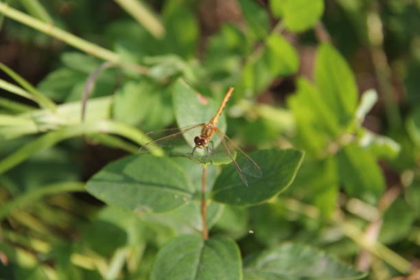 istock Dragonfly by Andrea Lawrence C 1020377 Saskatchewan 1141506216