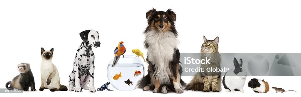 Group of pets sitting, white background. Group of pets sitting in front of white background. Pets Stock Photo