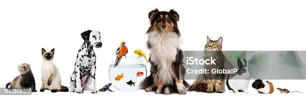 Group Of Pets Sitting White Background Stock Photo - Download Image Now - Pets, Animal Themes, Domestic Cat