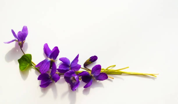 istock bouquet of violets isolated on white background 1141507107