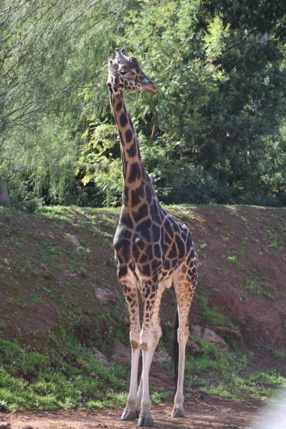 istock Big brown giraffe at the zoo in Morocco 1141507140