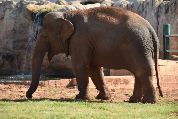 istock A very big elephant at the zoo in Morocco 1141508286