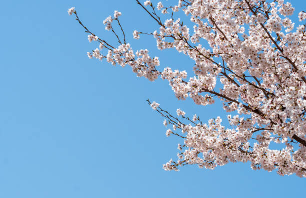 istock Beautiful cherry blossom in the spring 1141509124
