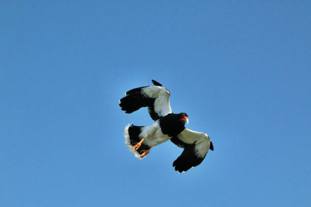 istock A picture of a Black Hawk in flight 1141509446