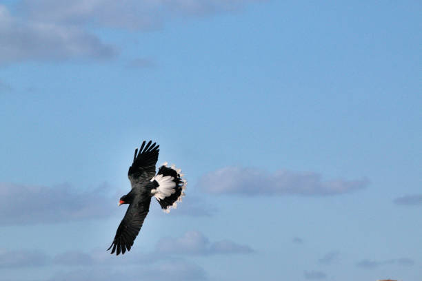 istock A picture of a Black Hawk in flight 1141509530