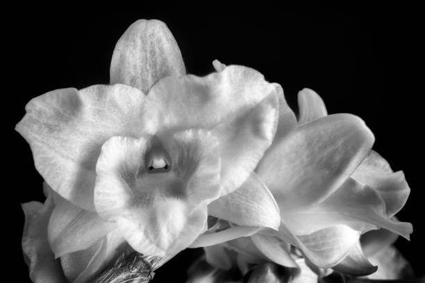 istock White orchid, flowering branch 1141511632