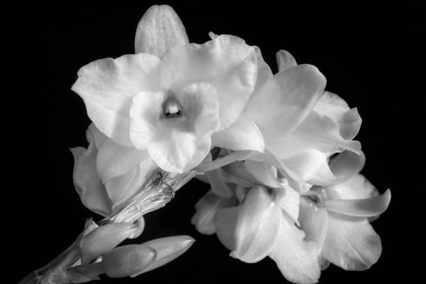 istock White orchid, flower and buds 1141511679