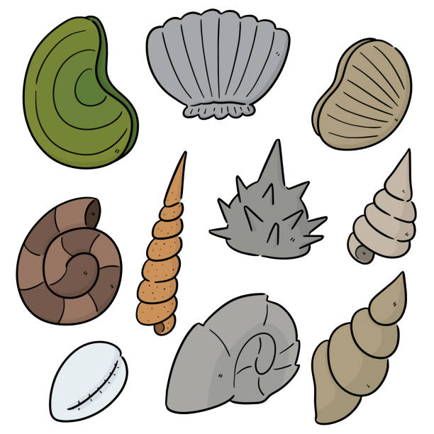 Cauri Shell Drawing 15,500+ Kauri Shell Stock Illustrations, Royalty-Free Vector Graphics ...