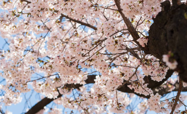istock Beautiful cherry blossom in the spring 1141513779