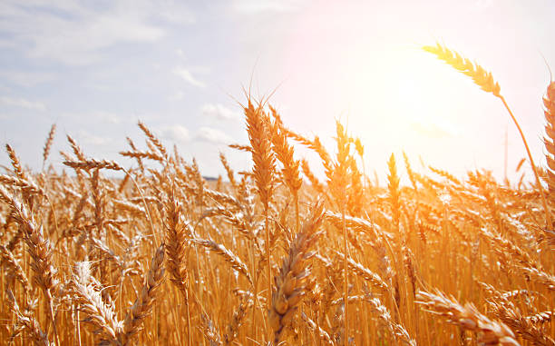 istock grain in a farm field and sun 114151499