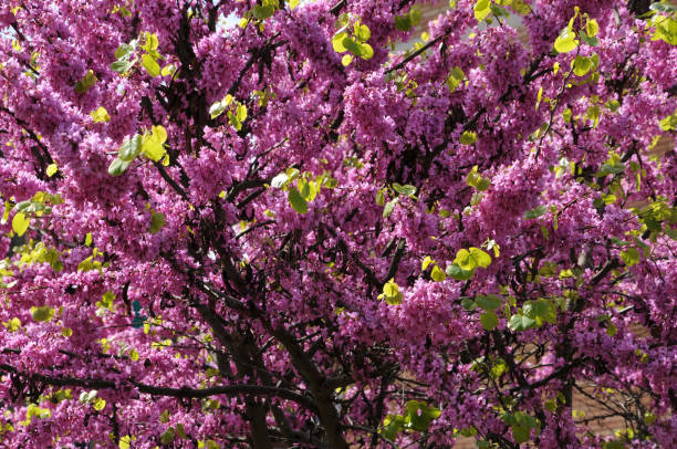istock Mexican Redbud Tree Springtime Blossoms. Cercis siliquastrum. 1141516809