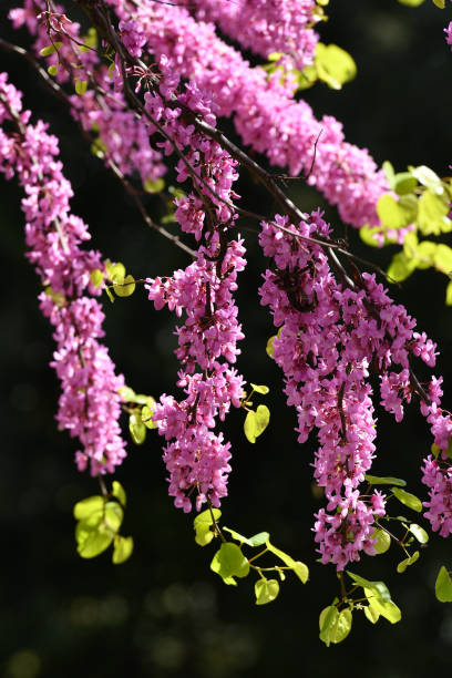 istock Mexican Redbud Tree Springtime Blossoms. Cercis siliquastrum. 1141516824