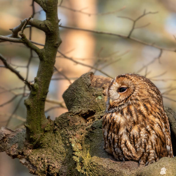 istock Tawny owl looking to the left 1141516880