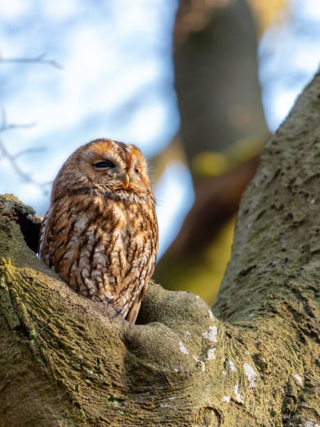 istock Tawny owl in sunrise 1141516883