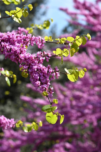 istock Mexican Redbud Tree Springtime Blossoms. Close-up on Flowers. 1141517183