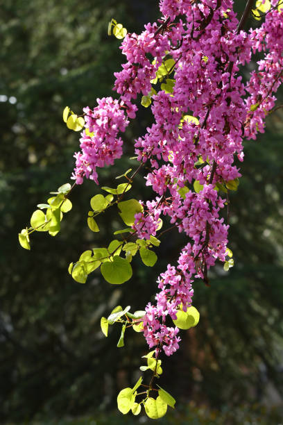 istock Mexican Redbud Tree Springtime Blossoms. Close-up on Flowers. 1141517193