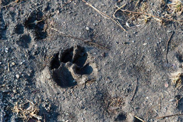 istock A dog's paw print in mud. 1141518113
