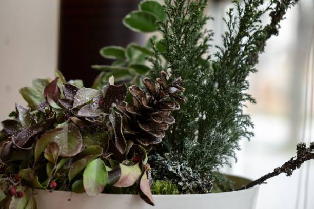 istock Cone decorations with plants in the pot. 1141518893