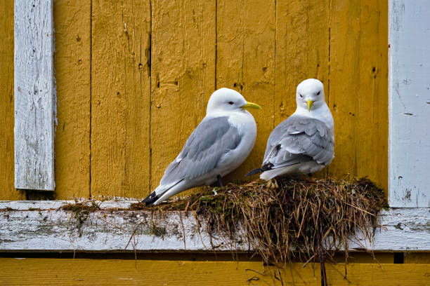 istock Seagull bird close up 1141520707