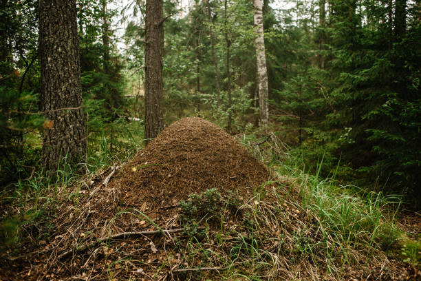 istock A giant anthill built by a forest ant. Murovenik in the forest 1141521010