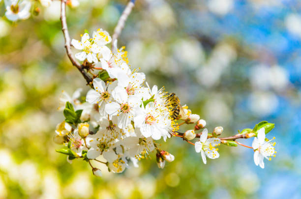 istock Bee on a spring flower collecting pollen and nectar 1141521305