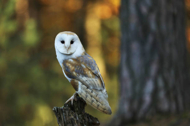 istock Barn owl - Tyto alba -on stump in forest 1141521320