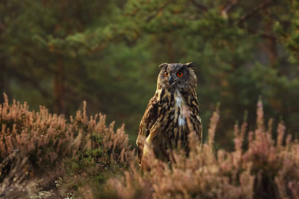 istock Eurasian eagle-owl stay in heather watching closely - Bubo bubo 1141521356
