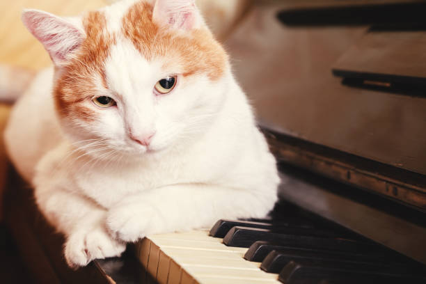 istock Cat on piano. White cat lying on the piano keyboard 1141522306