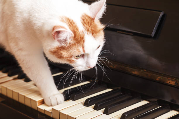 istock Cat on piano. White cat walking on piano keyboard 1141522332