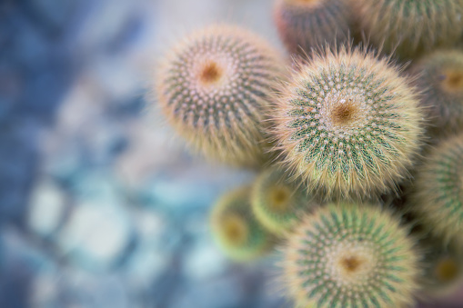 group of small green cacti,top view and horizontal image