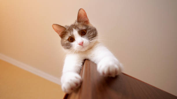 cat is lying on the closet