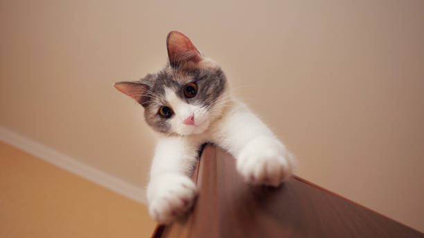 istock low angle view of playful kitten lying on the closet 1141523173