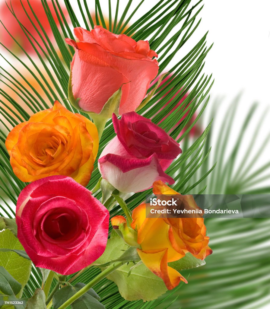 Foto de Imagem De Flores Bonitas Das Rosas Perto Acima e mais fotos de stock de Amor - Amor, Botão - Estágio de flora, Bouquet - iStock Foto de Imagem De Flores Bonitas Das Rosas Perto Acima e mais fotos de stock de Amor - Amor, Botão - Estágio de flora, Bouquet - iStock