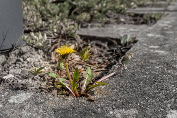 istock a dandelion plant grows between pavement slabs 1141523400